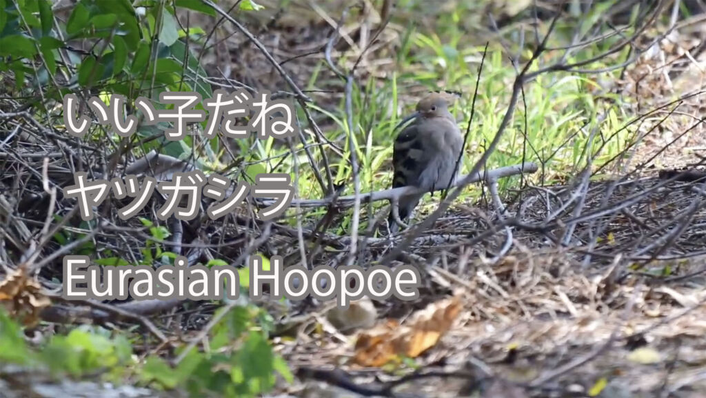 【いい子だね】ヤツガシラ Eurasian Hoopoe