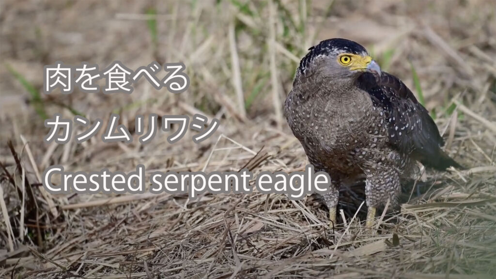 【肉を食べる】カンムリワシ Crested serpent eagle