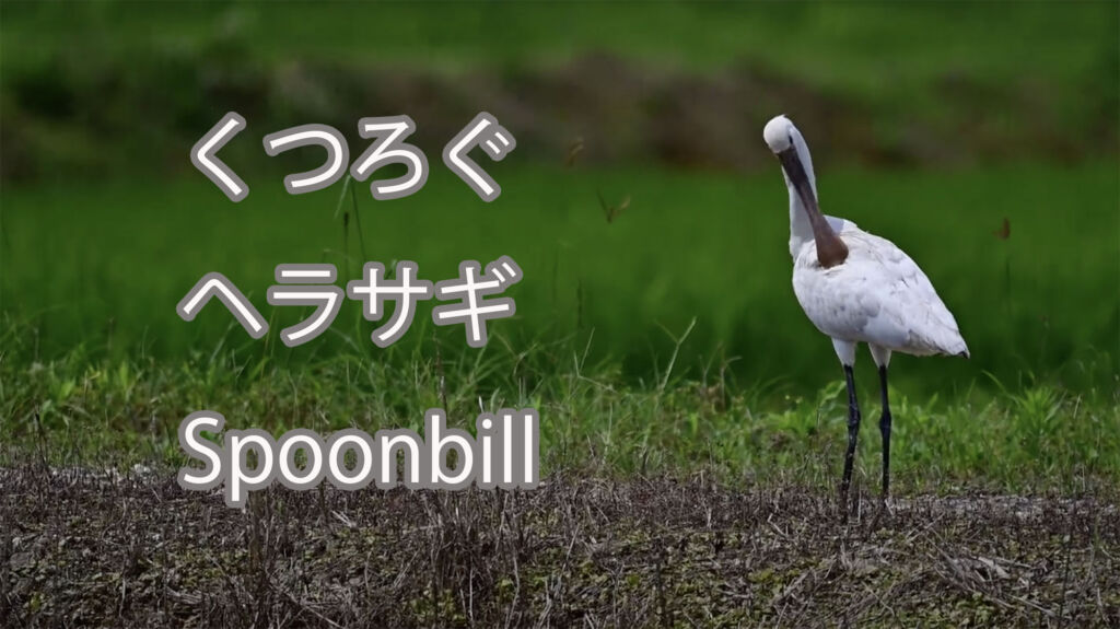 【くつろぐ】ヘラサギ Spoonbill