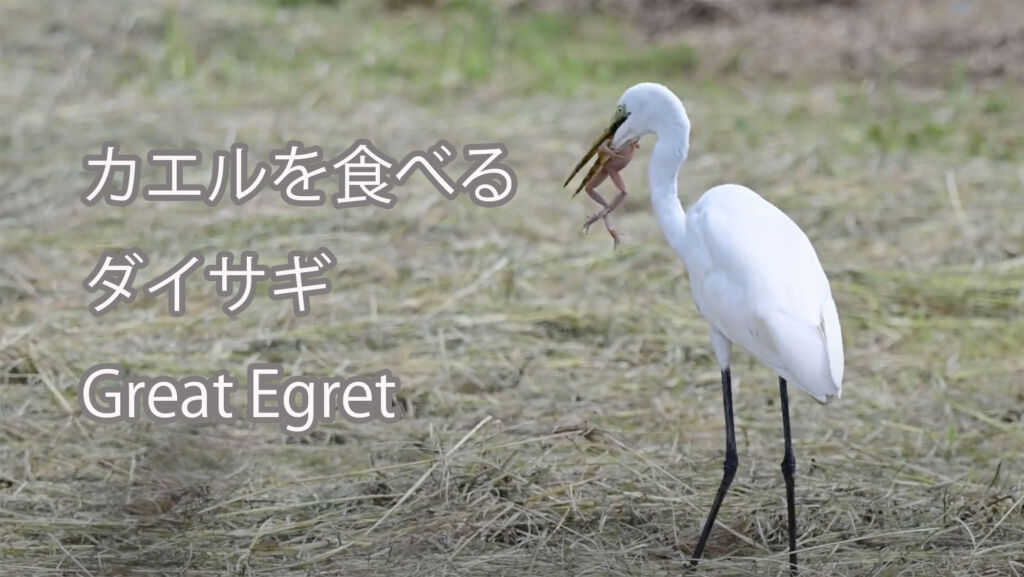 【カエルを食べる】ダイサギ Great Egret