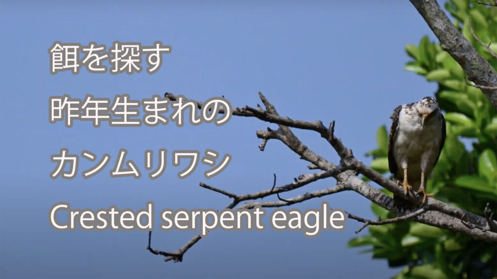 【餌を探す】昨年生まれのカンムリワシ Crested serpent eagle