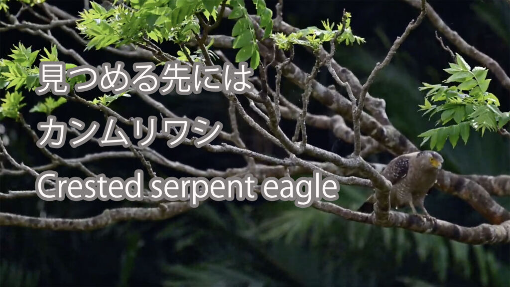 【見つめる先には】カンムリワシ Crested serpent eagle