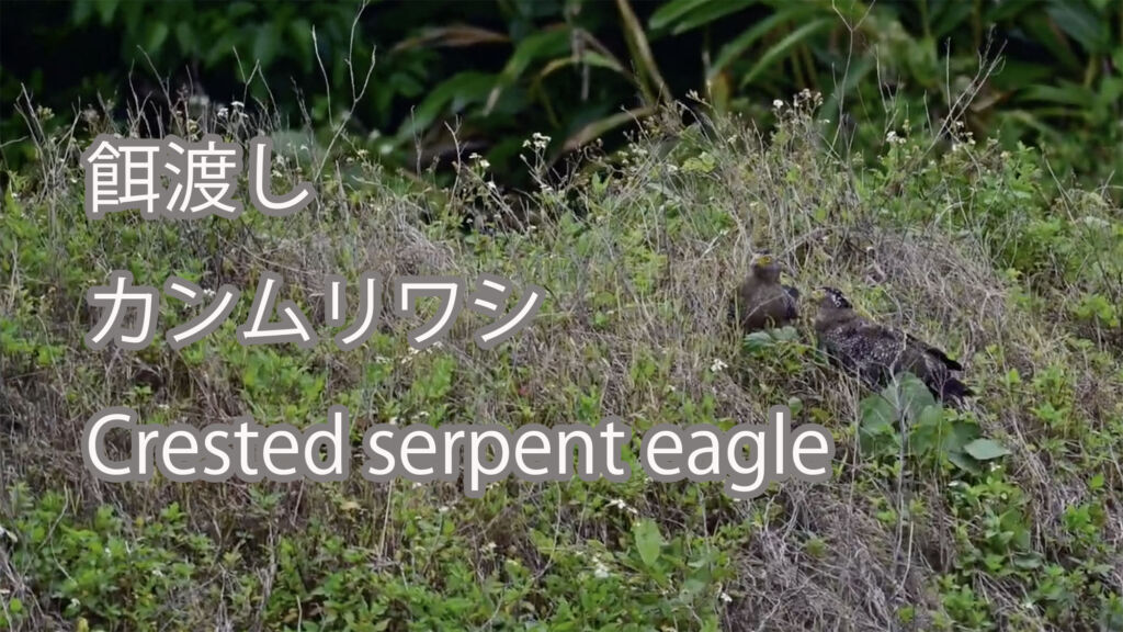 【餌渡し】カンムリワシ Crested serpent eagle