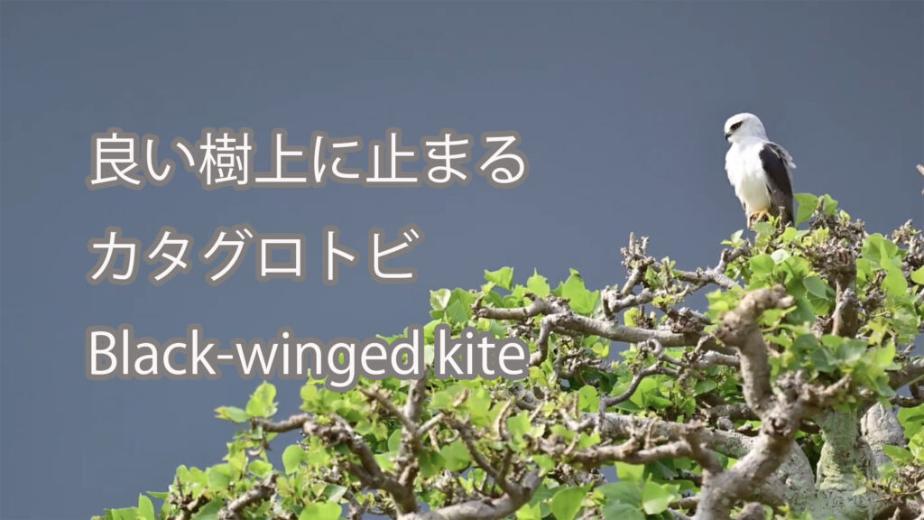 【良い樹上に止まる】カタグロトビ Black-winged kite
