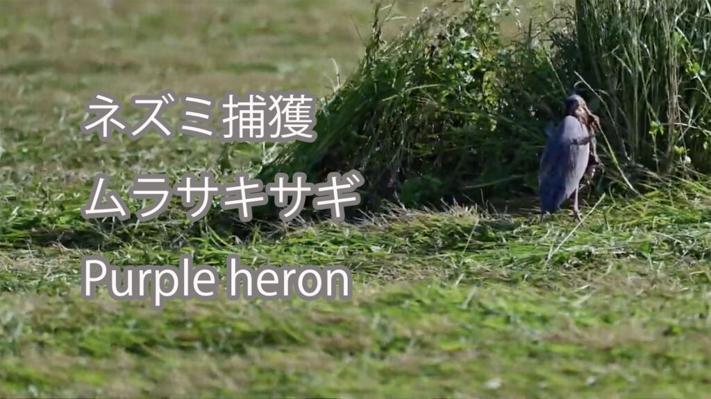 【ネズミ捕獲】ムラサキサギ Purple heron