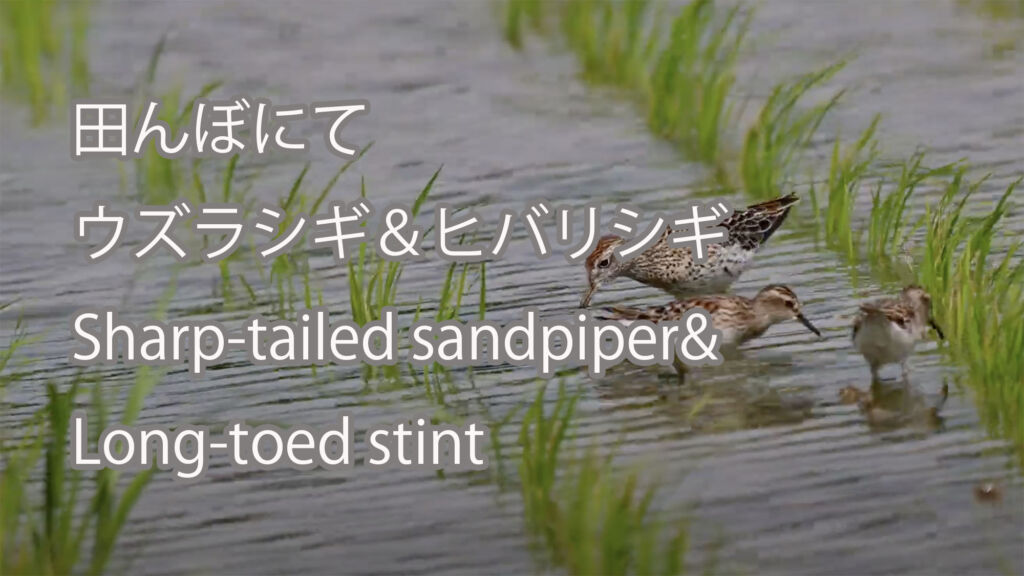 【田んぼにて】 ウズラシギ＆ヒバリシギ  Sharp-tailed sandpiper&Long-toed stint