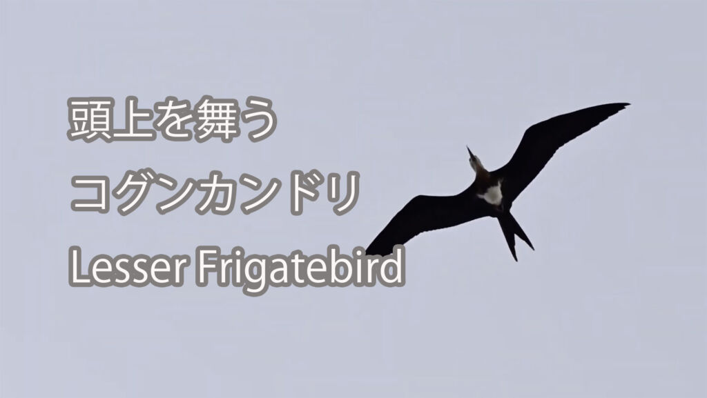 【頭上を舞う】コグンカンドリ Lesser Frigatebird