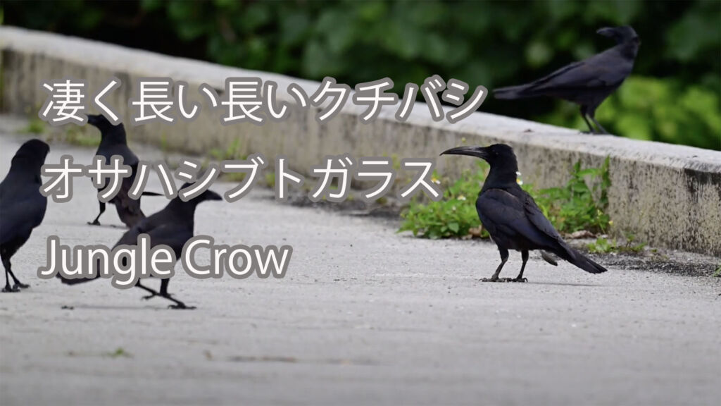 【凄く長い長いクチバシ】オサハシブトガラス Jungle Crow