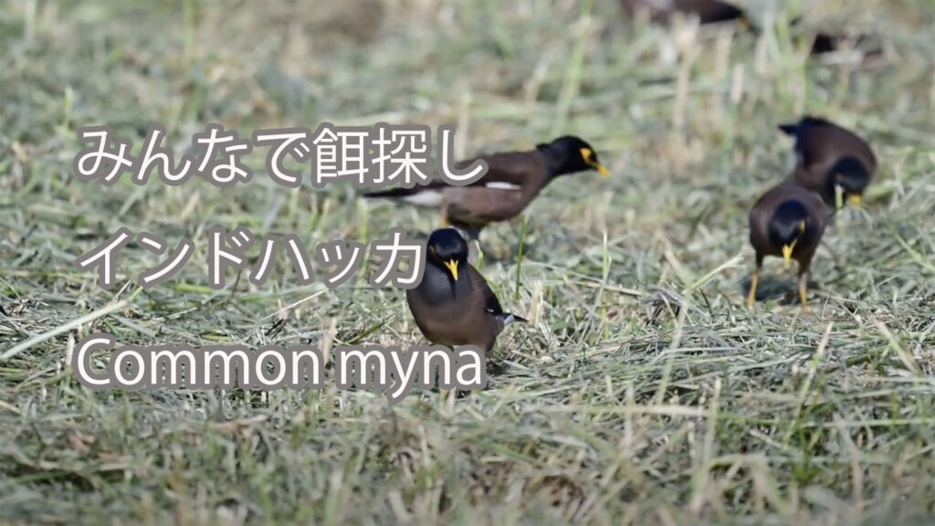 【みんなで餌探し】インドハッカ Common myna