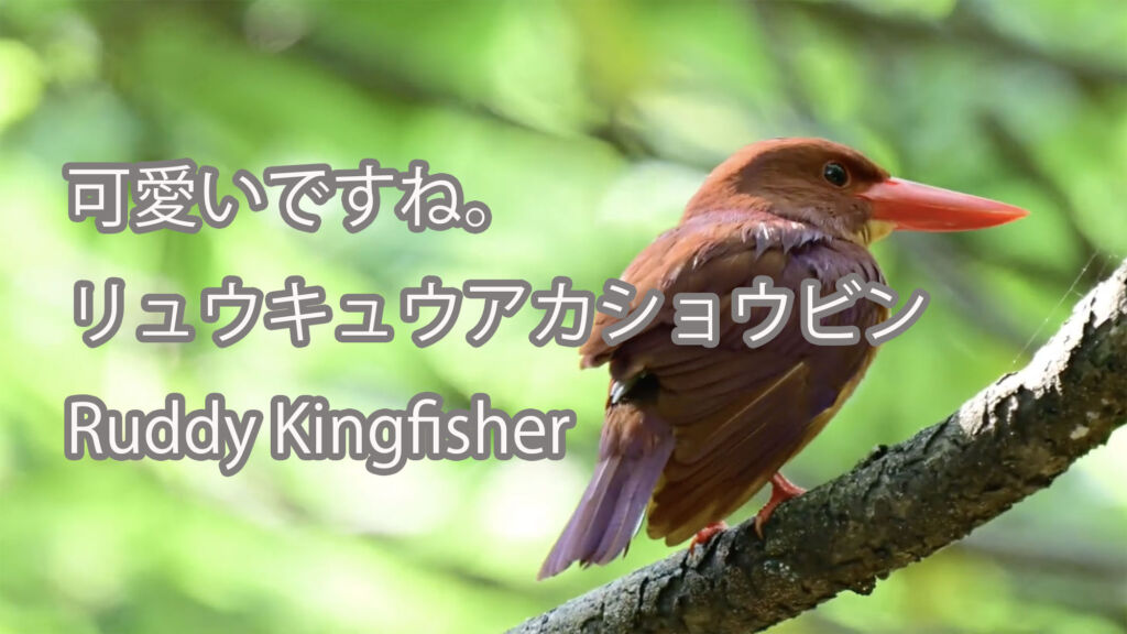 【可愛いですね。】リュウキュウアカショウビン Ruddy Kingfisher