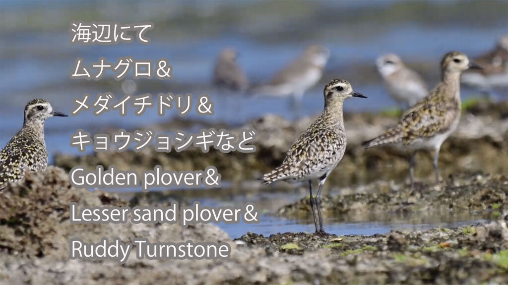 【海辺にて】ムナグロ＆メダイチドリ＆キョウジョシギなど  Golden plover＆Lesser sand plover＆Ruddy Turnstone