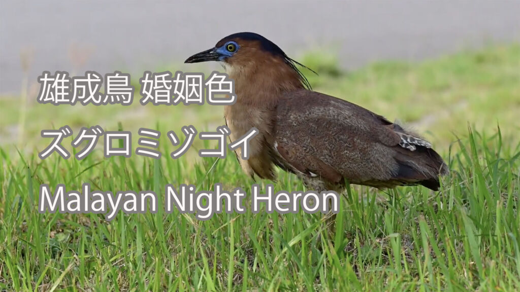 【雄成鳥 婚姻色】ズグロミゾゴイ Malayan Night Heron