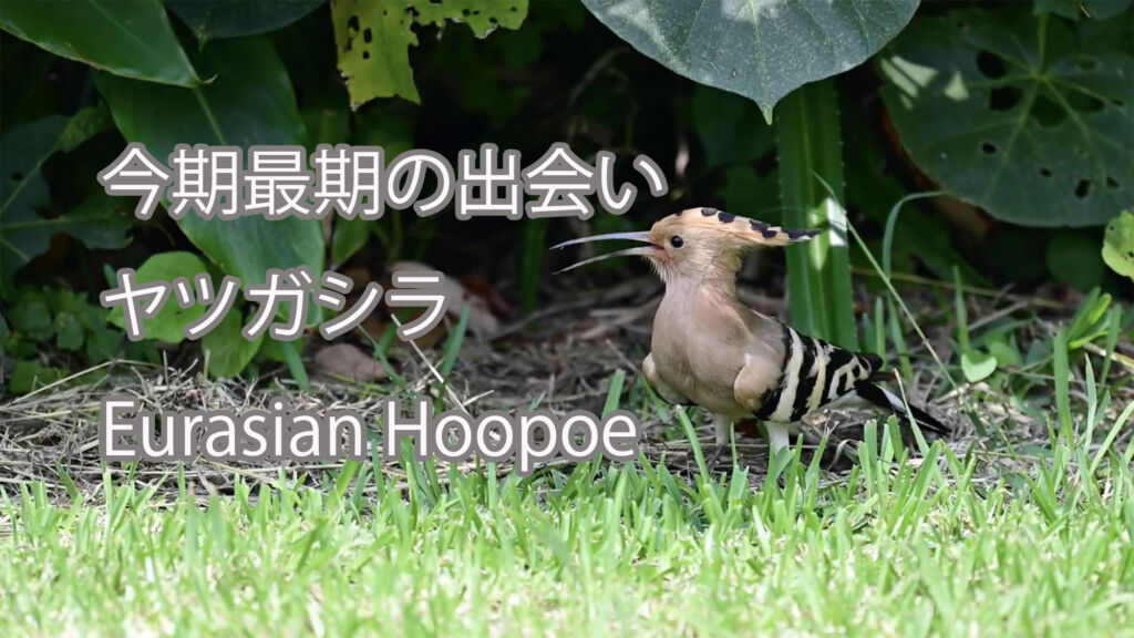 【今期最期の出会い】ヤツガシラ Eurasian Hoopoe