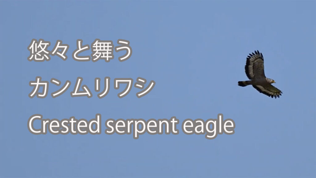 【悠々と舞う】カンムリワシ Crested serpent eagle