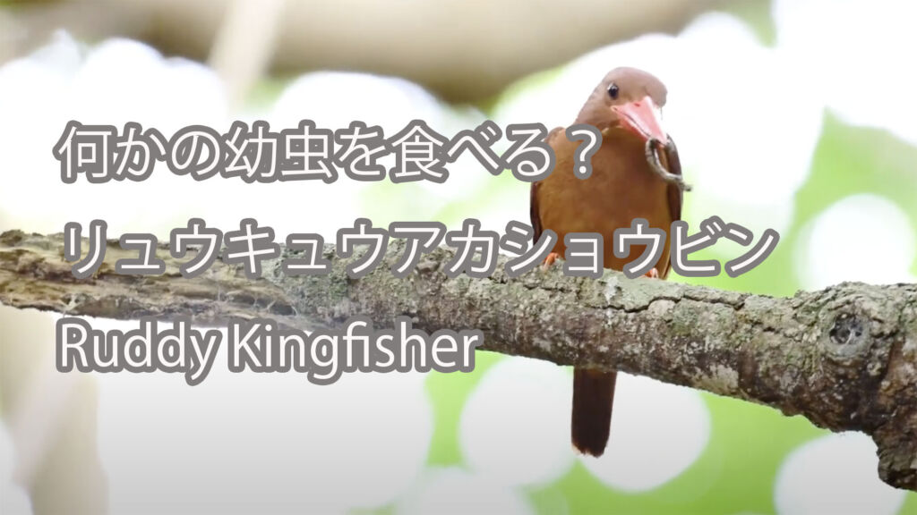 【何かの幼虫を食べる！？】リュウキュウアカショウビン Ruddy Kingfisher