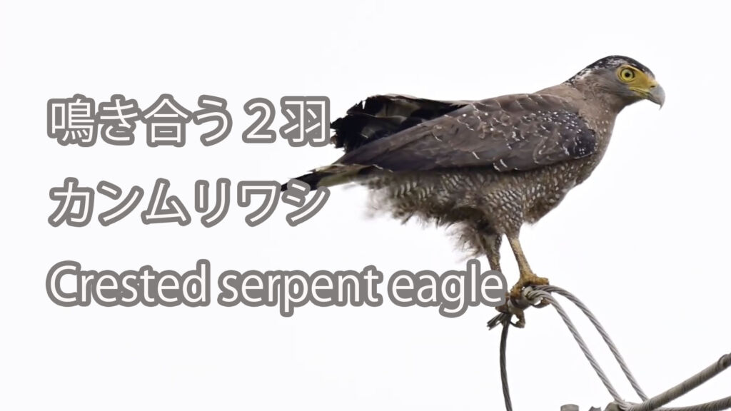 【鳴き合う２羽】カンムリワシ Crested serpent eagle
