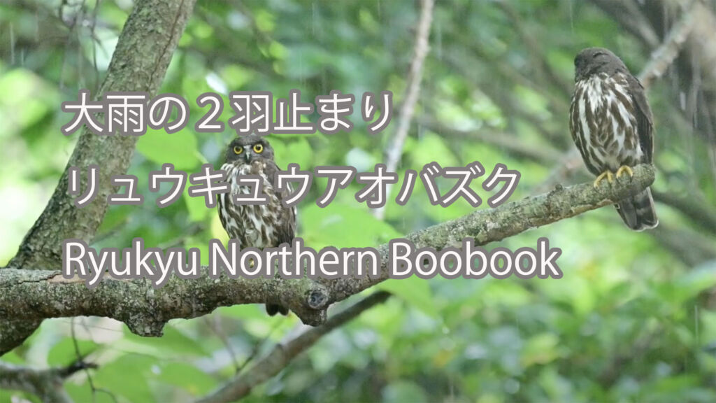 【大雨の２羽止まり】 リュウキュウアオバズク Ryukyu Northern Boobook