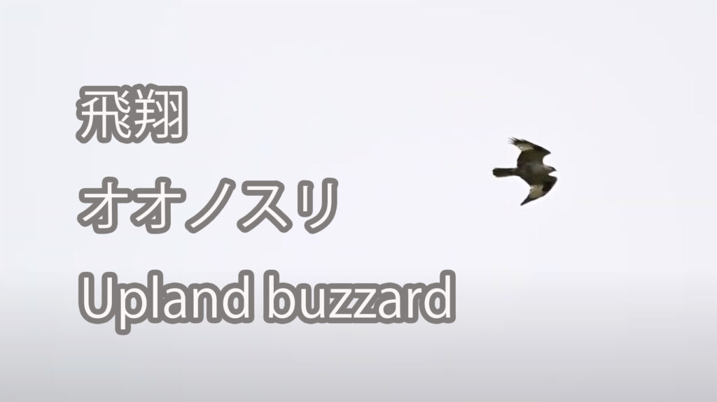 【飛翔】オオノスリ Upland buzzard