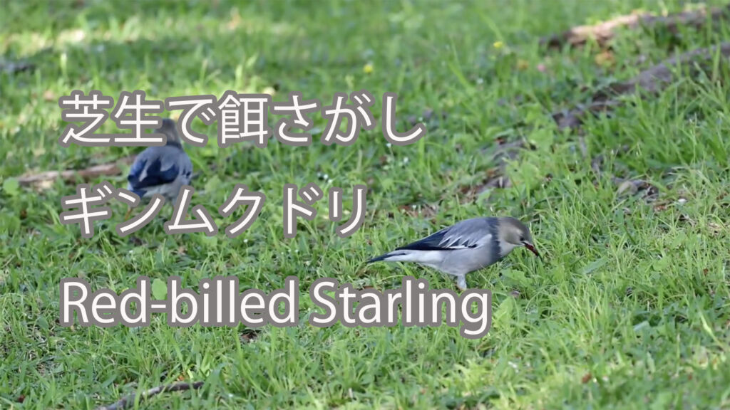 【芝生で餌さがし】ギンムクドリ Red-billed Starling