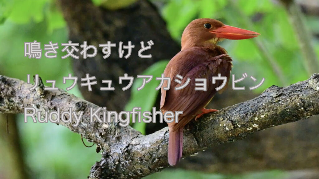 【鳴き交わすけど】リュウキュウアカショウビン Ruddy Kingfisher