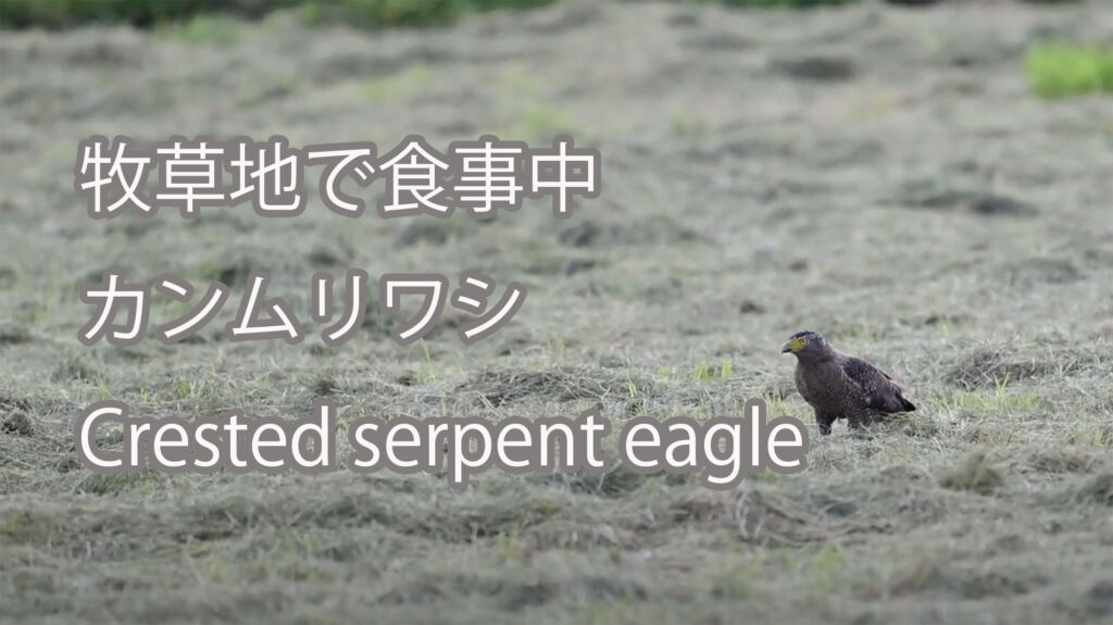 【牧草地で食事中】カンムリワシ Crested serpent eagle