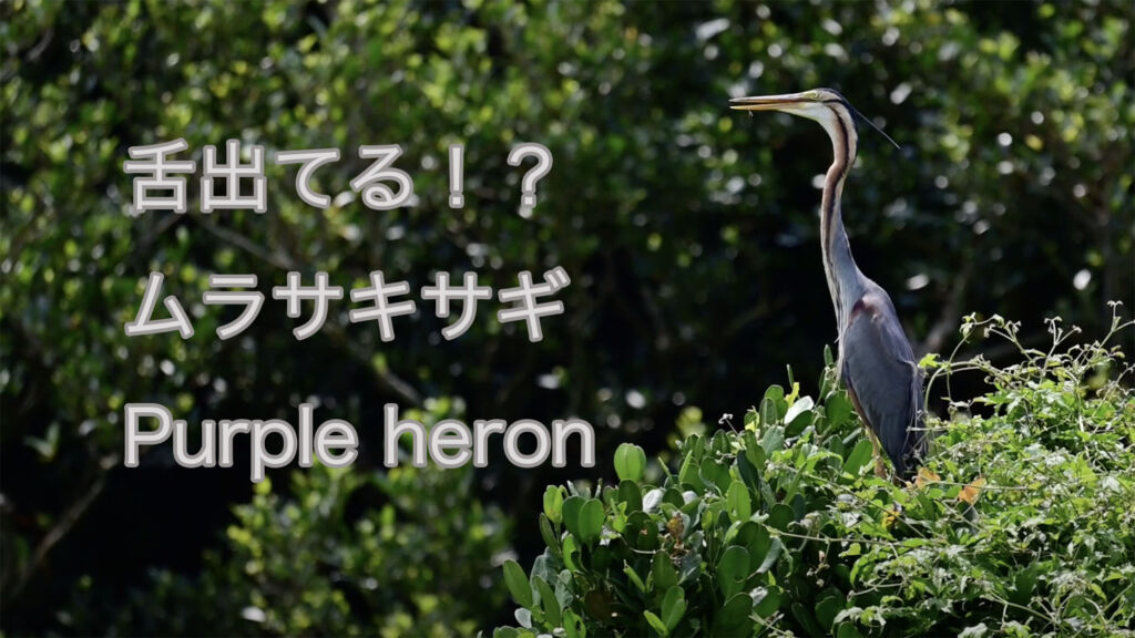 【舌出てる】ムラサキサギ Purple heron