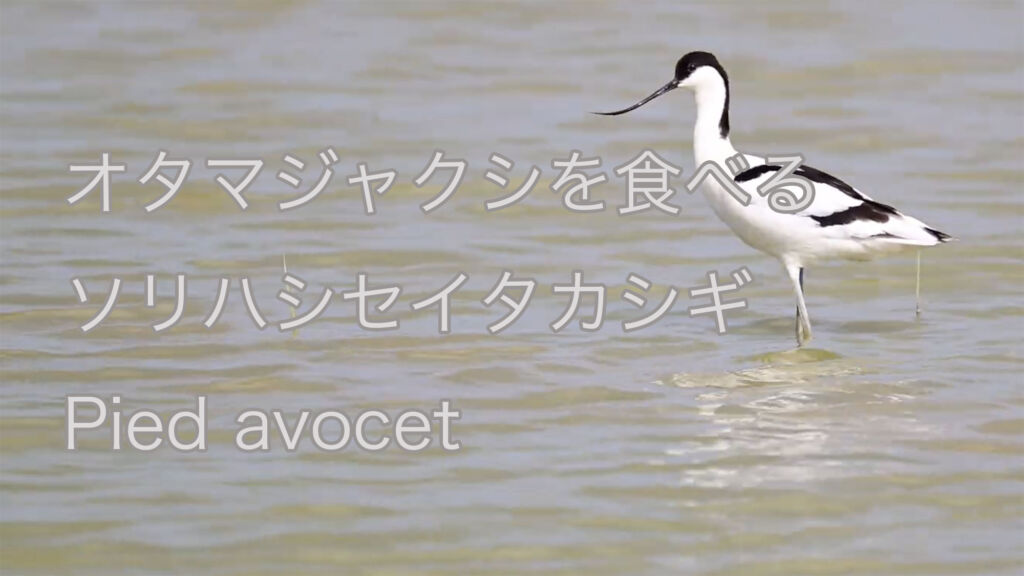 【オタマジャクシを食べる】ソリハシセイタカシギ Pied avocet