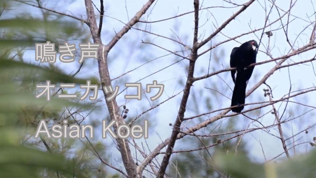 【鳴き声】オニカッコウ Asian Koel