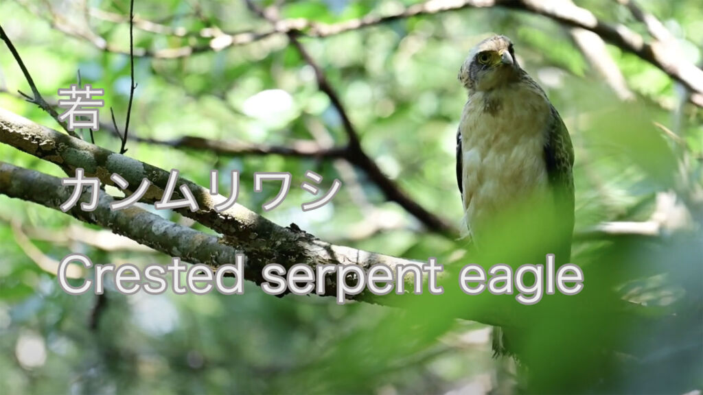 【若】カンムリワシ Crested serpent eagle