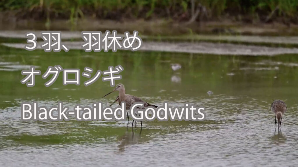 【３羽、羽休め】オグロシギ Black-tailed Godwits