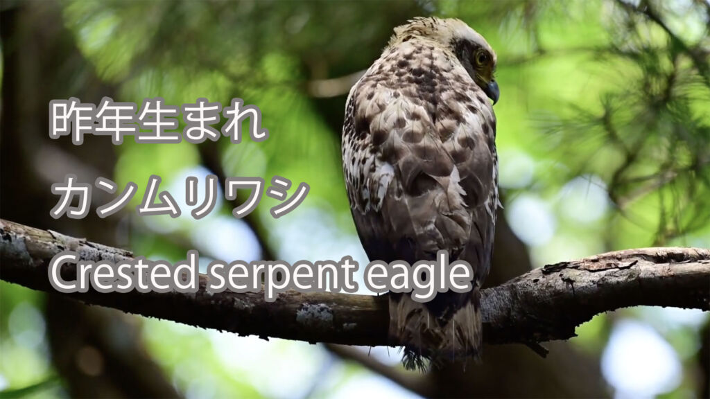 【昨年生まれ】カンムリワシ Crested serpent eagle