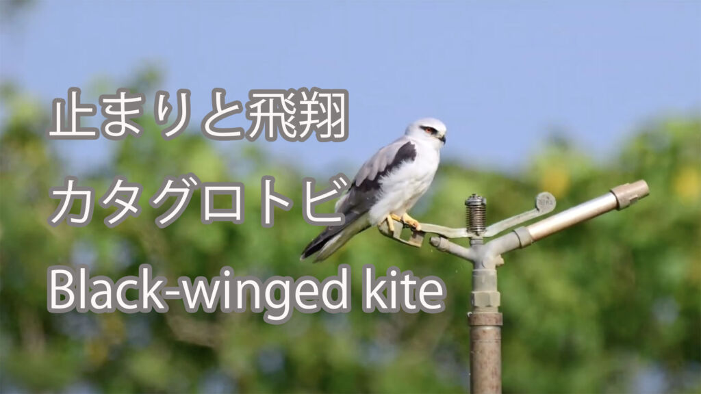 【止まりと飛翔】カタグロトビ Black-winged kite