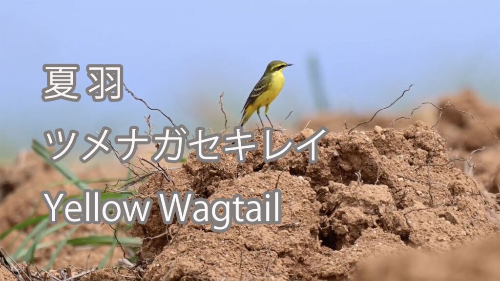 【夏羽】ツメナガセキレイ Yellow Wagtail