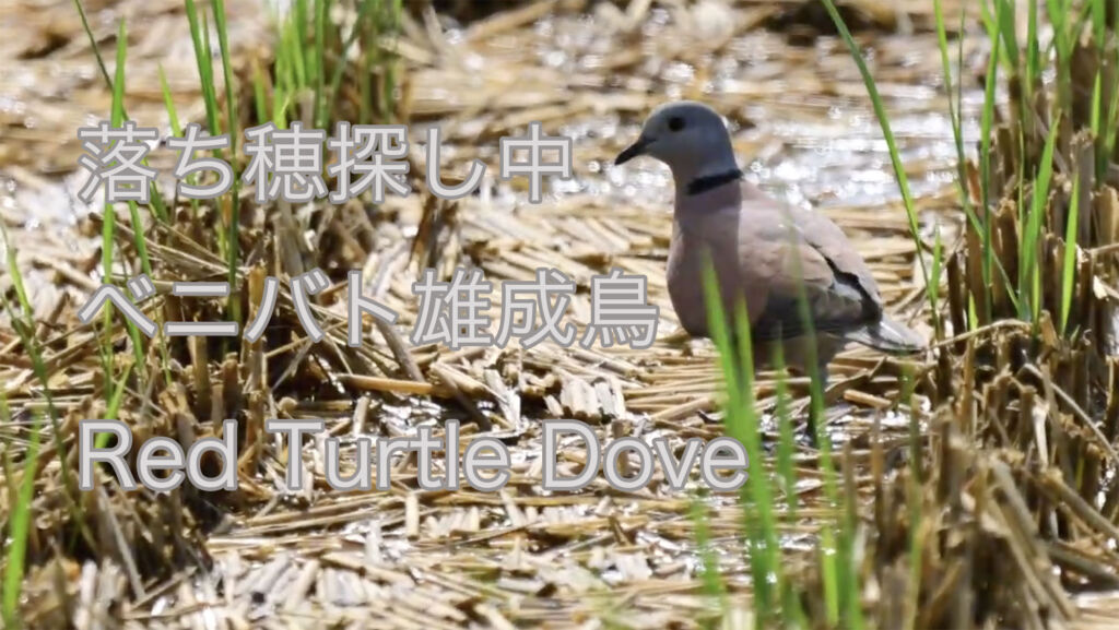 【落ち穂探し中】ベニバト雄成鳥 Red Turtle Dove