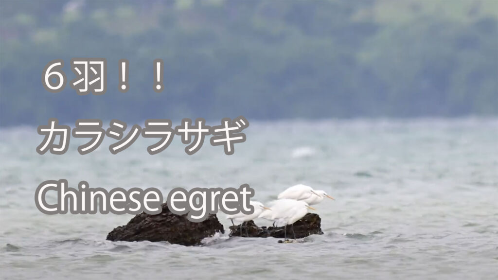 【６羽！！】カラシラサギ Chinese egret