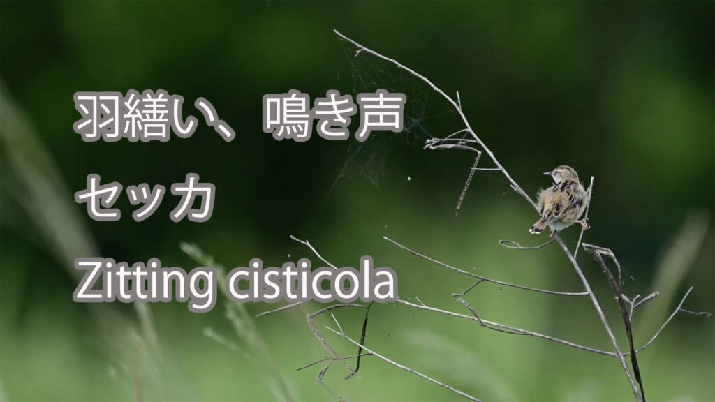 【羽繕い、鳴き声】セッカ Zitting cisticola