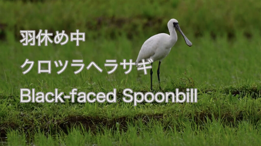 【羽休め中】クロツラヘラサギ Black-faced Spoonbill