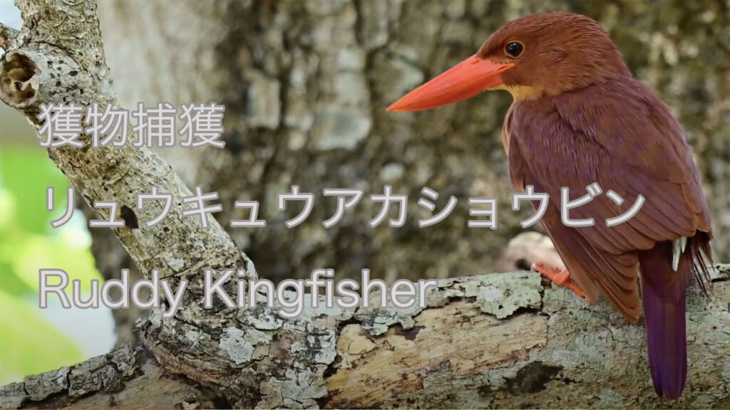 【獲物捕獲】リュウキュウアカショウビン Ruddy Kingfisher