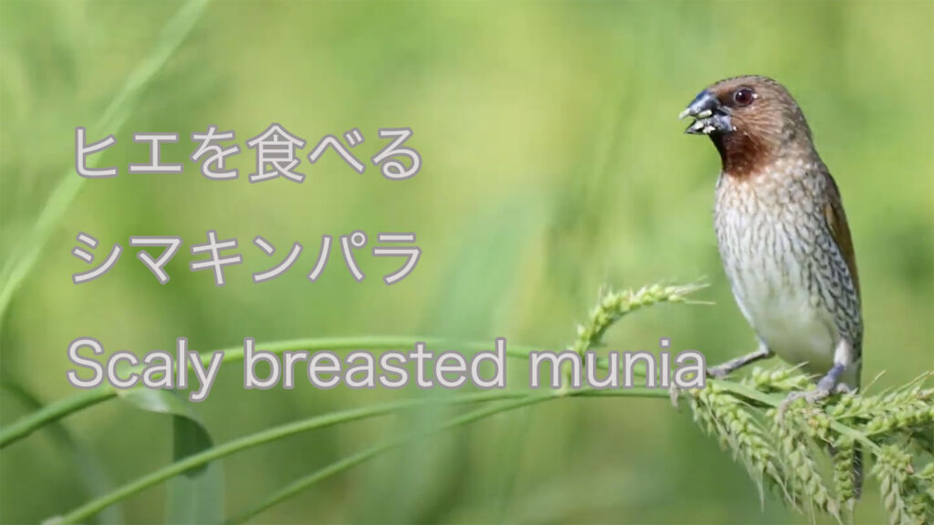 【ヒエを食べる】シマキンパラ Scaly breasted munia