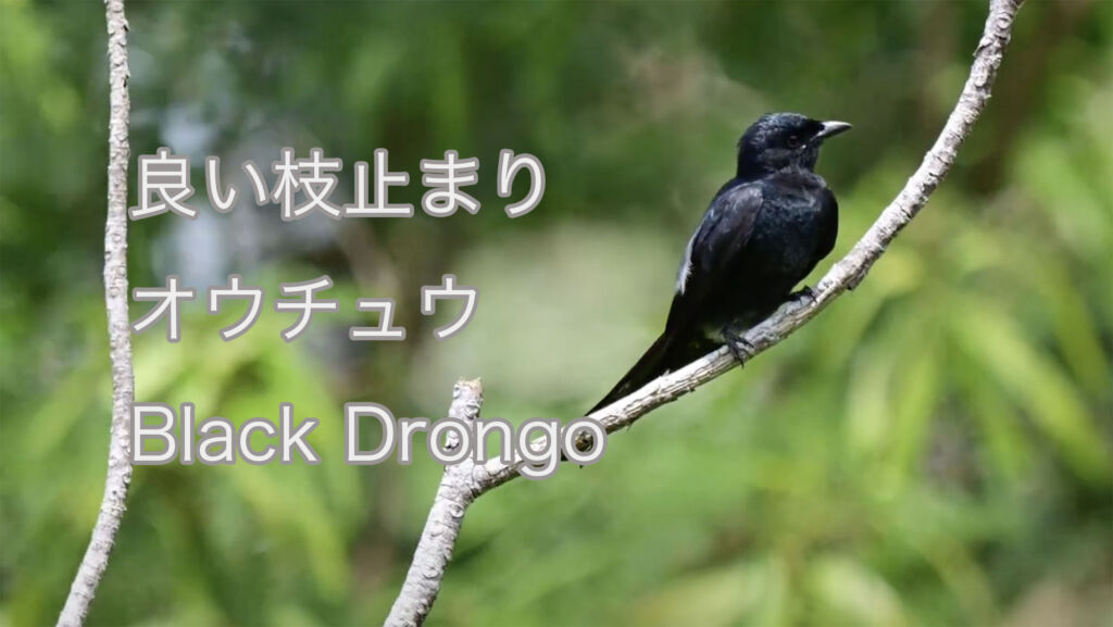 【良い枝止まり】オウチュウ Black Drongo