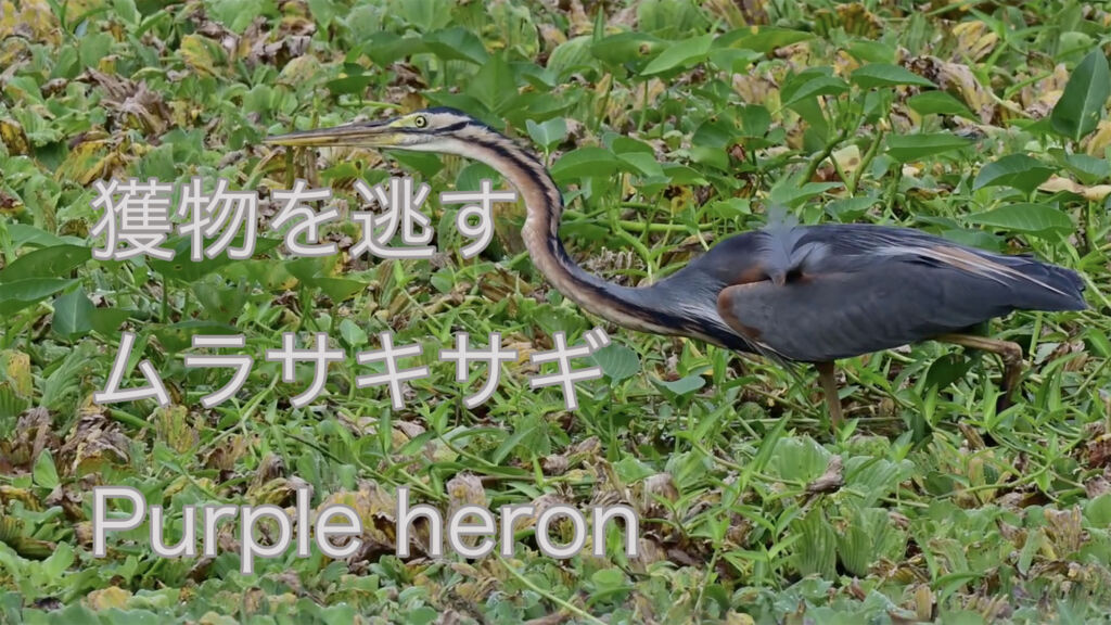 【獲物を逃す】ムラサキサギ Purple heron