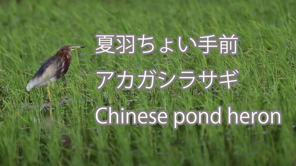 【夏羽ちょい手前】アカガシラサギ Chinese pond heron