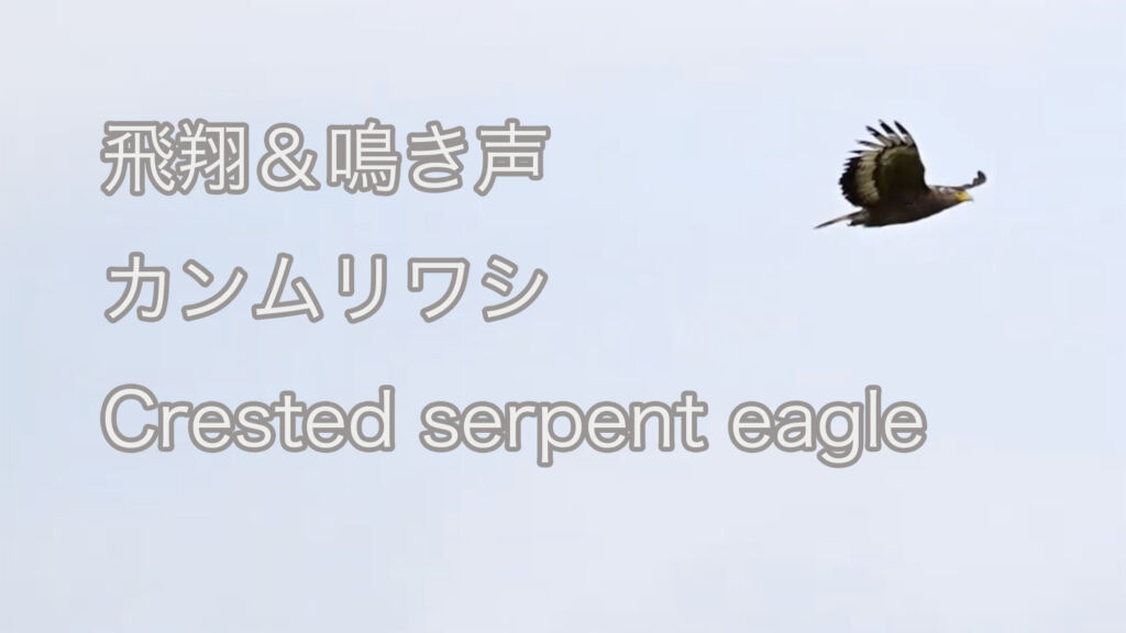 【飛翔＆鳴き声】カンムリワシ Crested serpent eagle