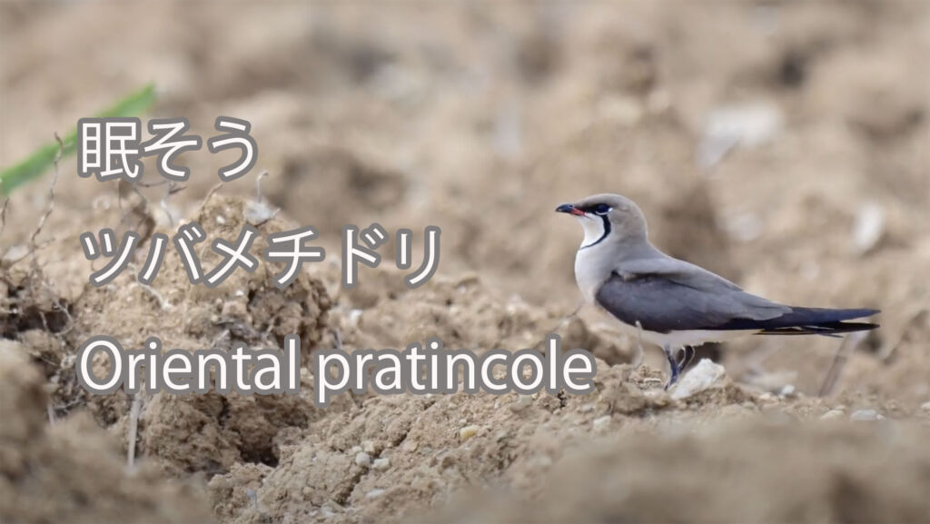 【眠そう】 ツバメチドリ Oriental pratincole