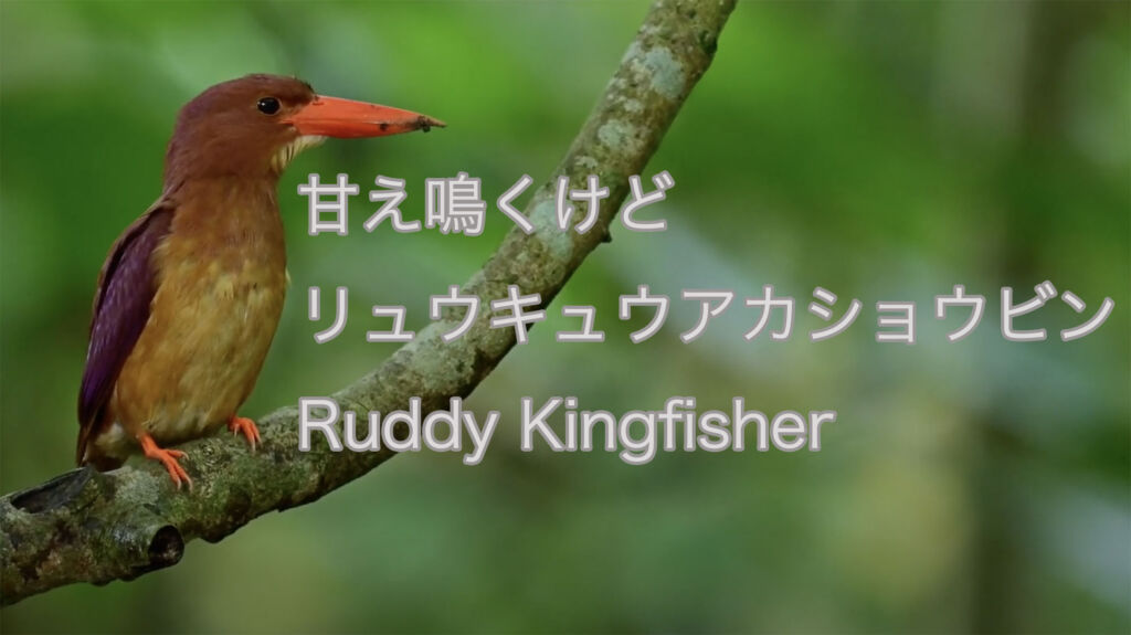 【甘え鳴くけど】リュウキュウアカショウビン Ruddy Kingfisher