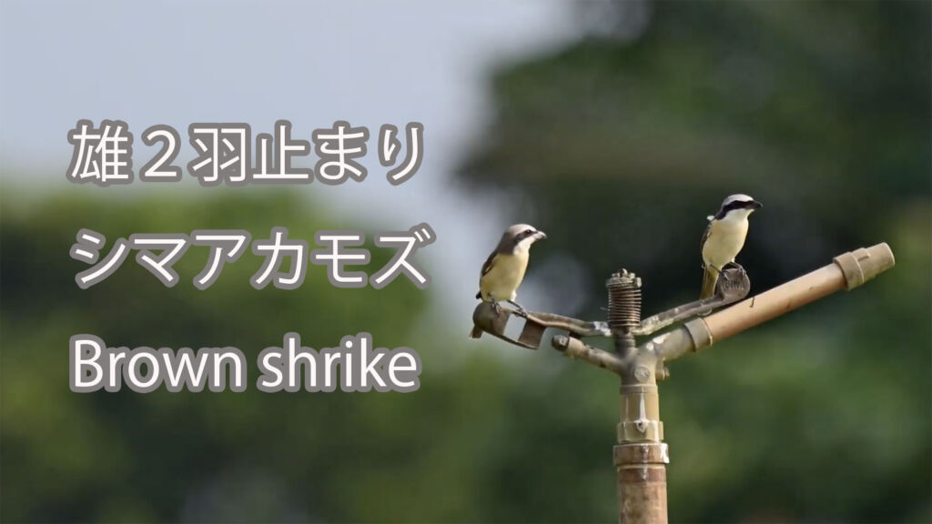 【雄２羽止まり】シマアカモズ Brown shrike