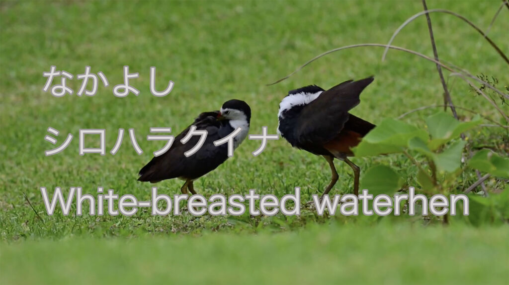 【なかよし】 シロハラクイナ White-breasted waterhen