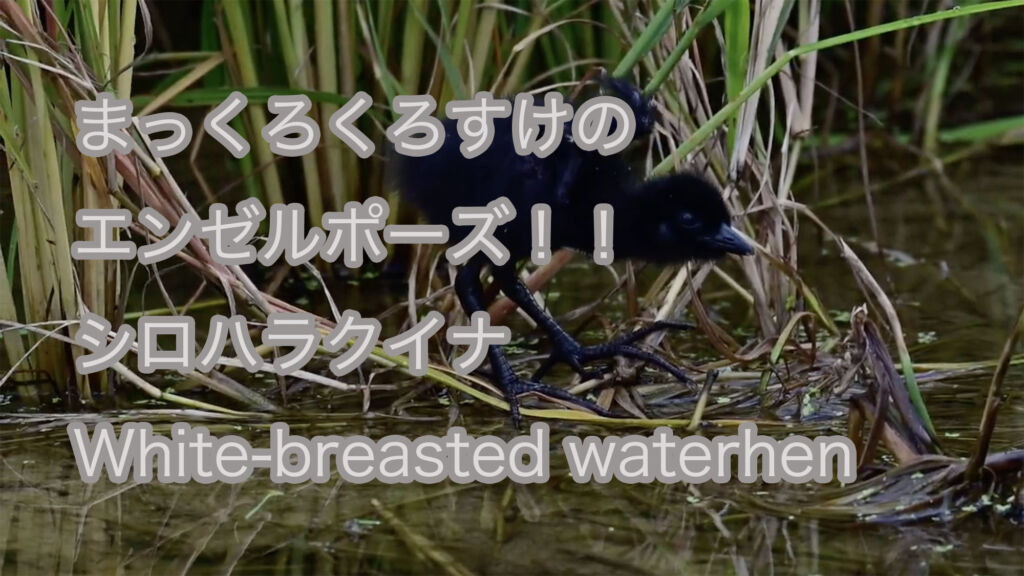 【まっくろくろすけのエンゼルポーズ！！】シロハラクイナ White-breasted waterhen