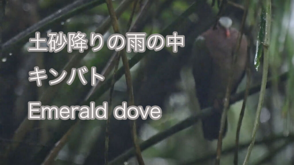 【土砂降りの雨の中】キンバト Emerald dove