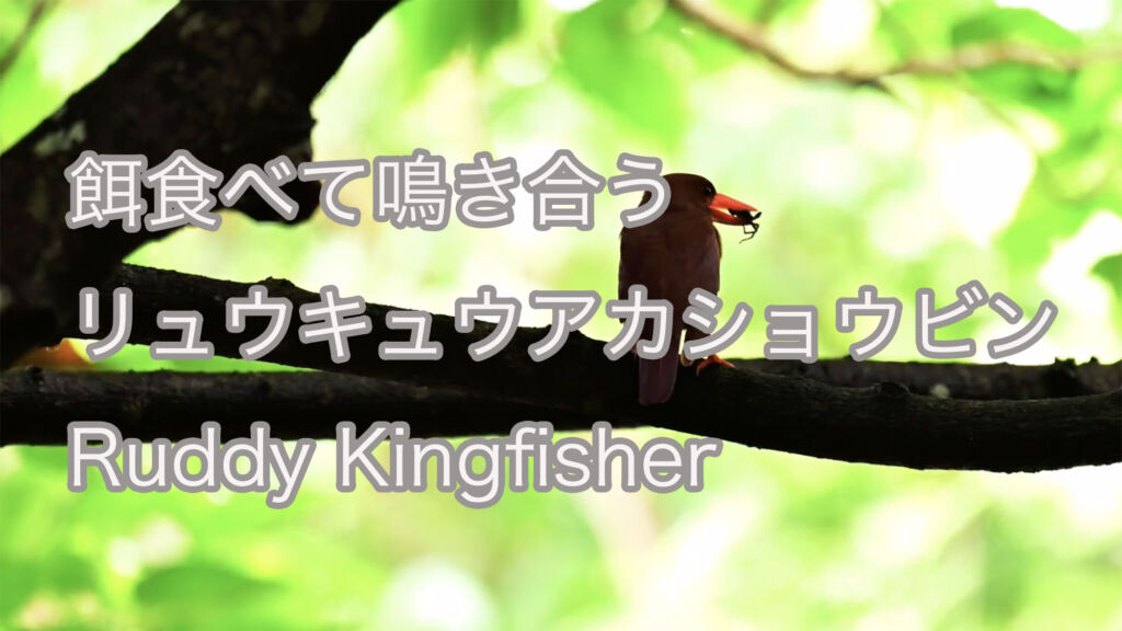 【餌食べて鳴き合う】リュウキュウアカショウビン Ruddy Kingfisher